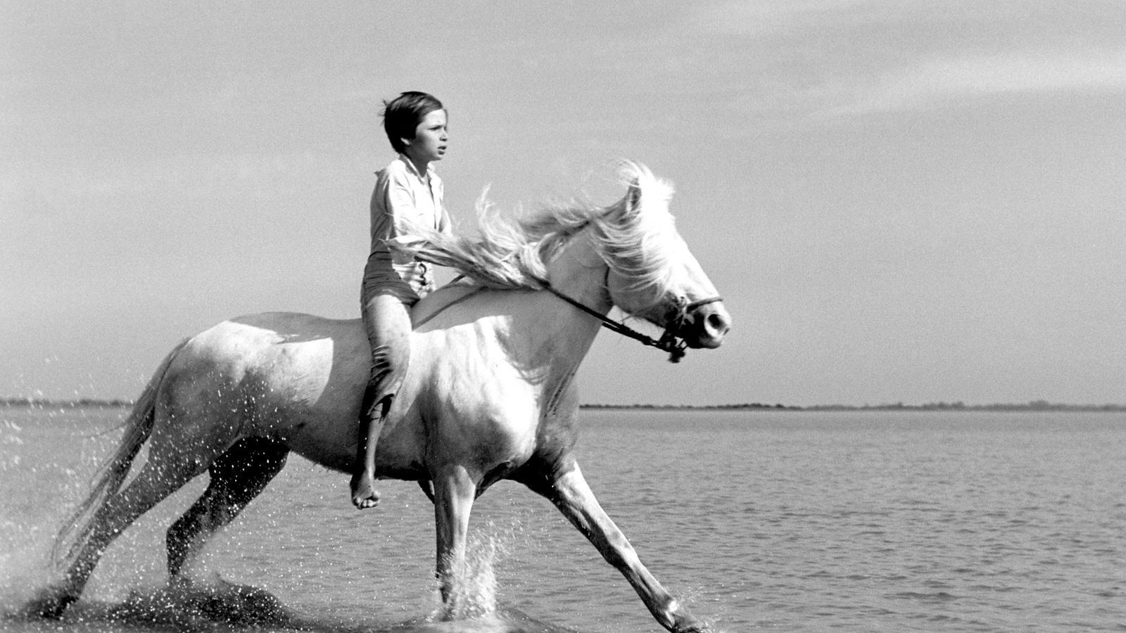 White Mane